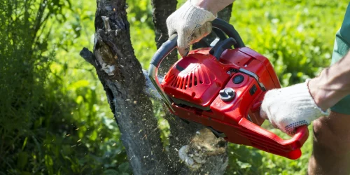 Tree Cutting, Tree Service, Free Estimates