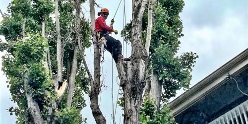 Tree Removal Company, Free Estimate