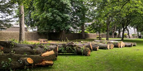 Tree Removal, Free Estimates
